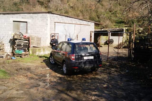 Tortorici (ME): In una azienda di allevamento suini, i carabinieri sequestrano 75 capi