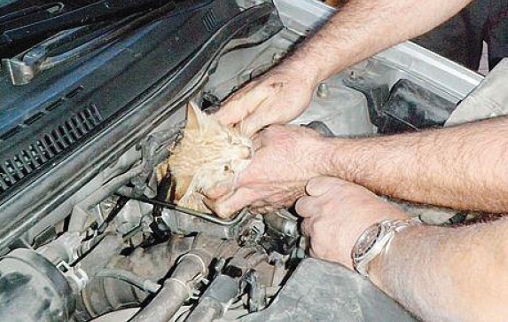 Floresta – Ambulanza: non i freni tagliati, ma il gatto nel motore!