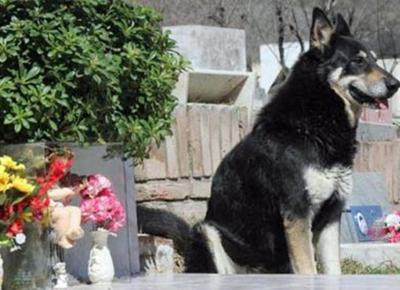 Nicosia (EN) – Commuove tutta Italia, la storia del cane che ogni giorno visita la tomba del padrone.