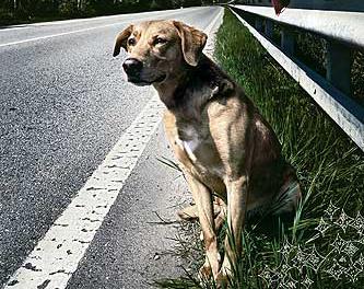 CAS – Avviata la campagna contro l’abbandono dei cani in autostrada