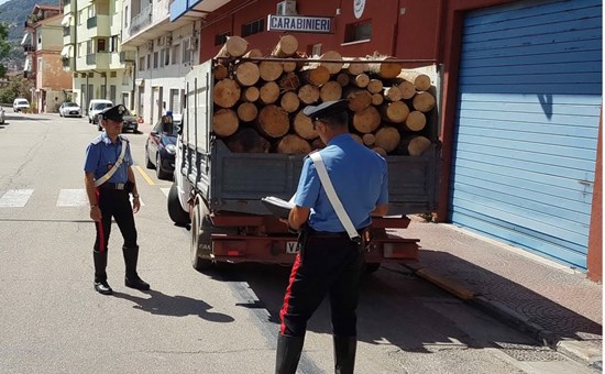 Mirto – “Operaio forestale sorpreso dai Carabinieri a fare legna in area demaniale”