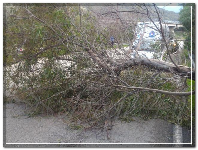 Brolo – Cade un albero su un auto in transito, lungo la bretella che conduce all’A20