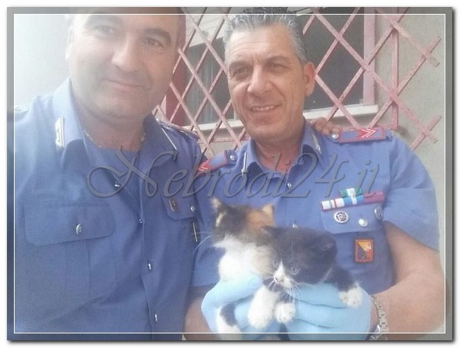 Brolo – I carabinieri salvono tre gattini “lasciati” sotto la pioggia sulla via Ferrara