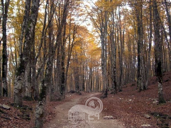 Sicilia – Regione: Cinquanta milioni per proteggere i boschi siciliani