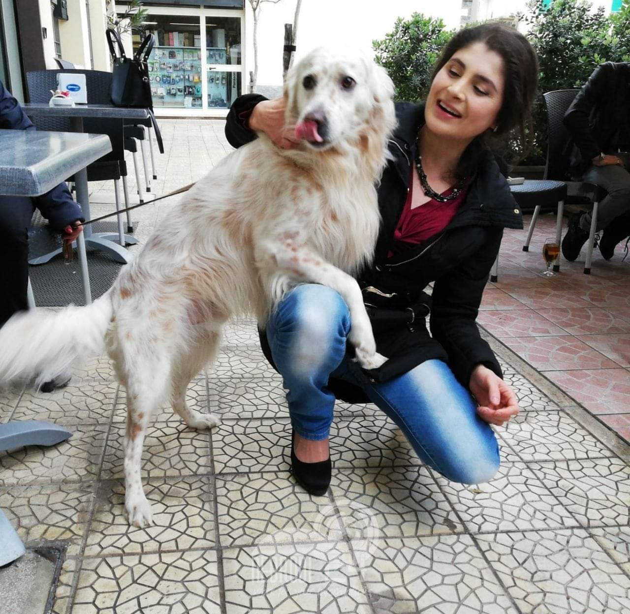 Messina – Papiro M5S: “avvelenamenti e uccisioni di cani e gatti, atti criminosi e vigliacchi”