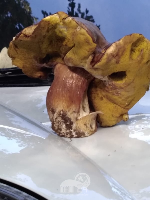 Brolo – Fungo di quasi due chili, trovato da un brolese, nella contrada Sauro di Ficarra