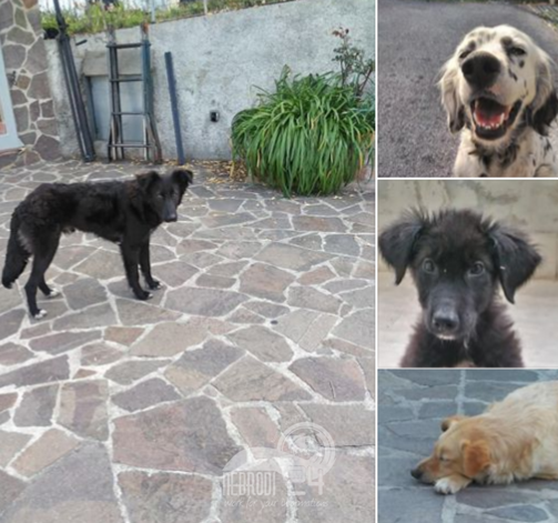 Brolo – Bocconi amari! Negli ultimi mesi  avvelenati 4 cani (via Trieste) e diversi gatti