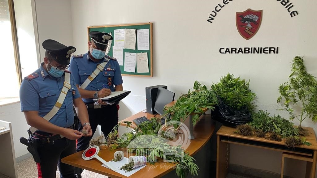 Naso  – Un 47enne è arrestato dai Carabinieri per coltivazione di cannabis