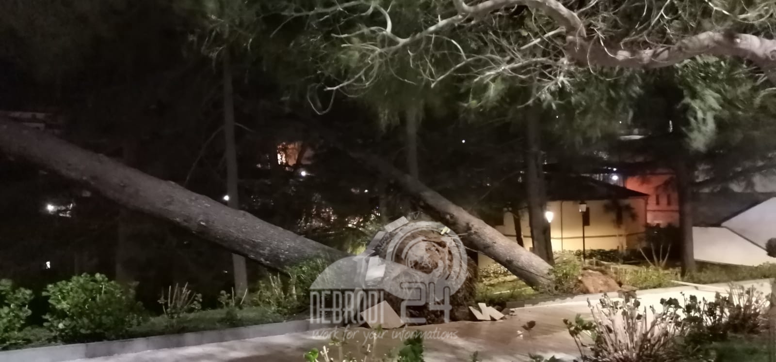 Castell’Umberto – Il forte vento ha sradicato diversi alberi. Una donna finisce in ospedale