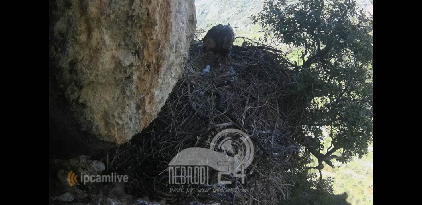 Parco dei Nebrodi – Deposte le uova nel nido dell’Aquila reale