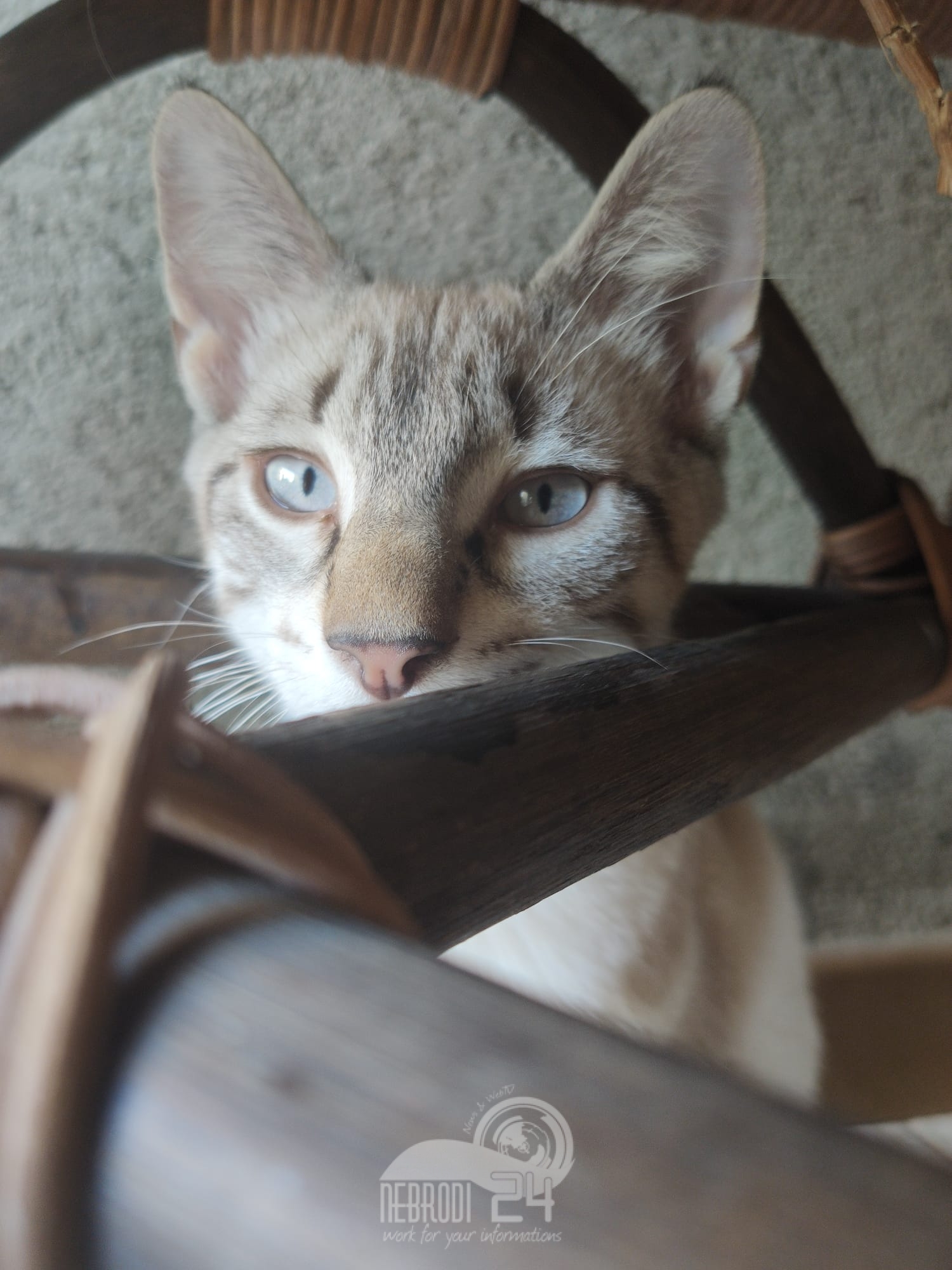 Brolo – Animali scomparsi: non si trova più il gattino Coco!?