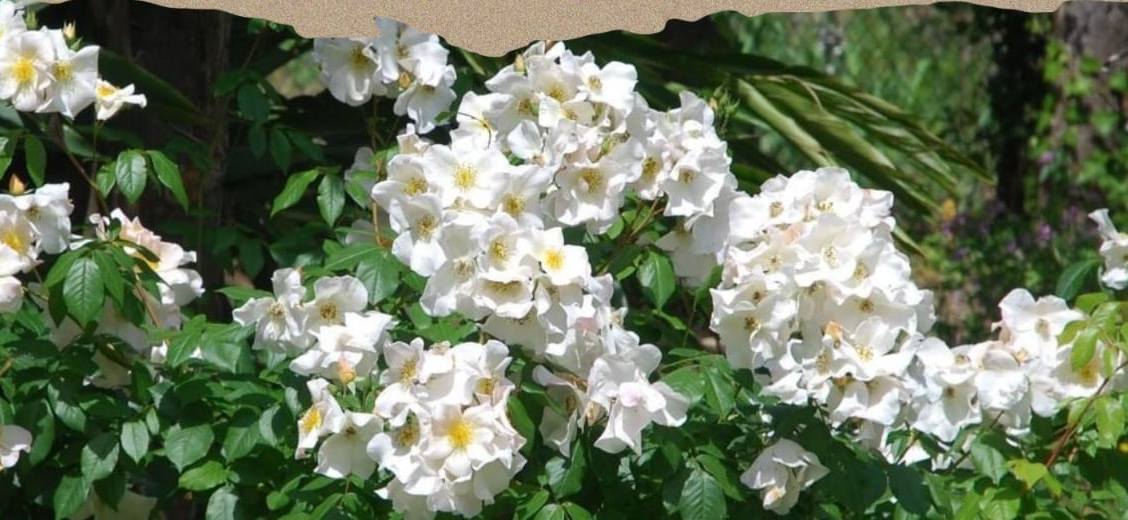 Sinagra – Il prossimo 25 maggio, la II edizione dei giardini aperti per ammirare le spettacolari fioriture